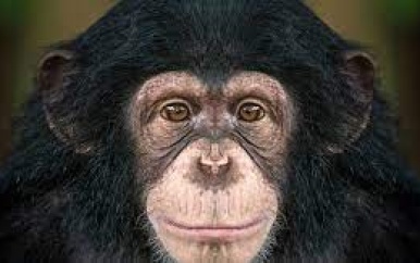 ‘Chimpnapping’: twee ton losgeld geëist voor ontvoerde babychimpansees
