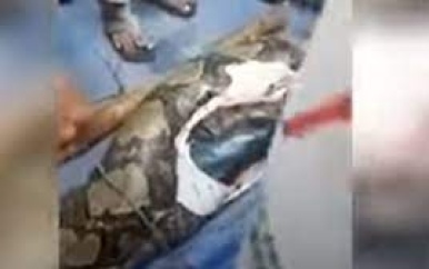 Vrouw dood teruggevonden in meterslange python. Een 54-jarige vrouw is op het