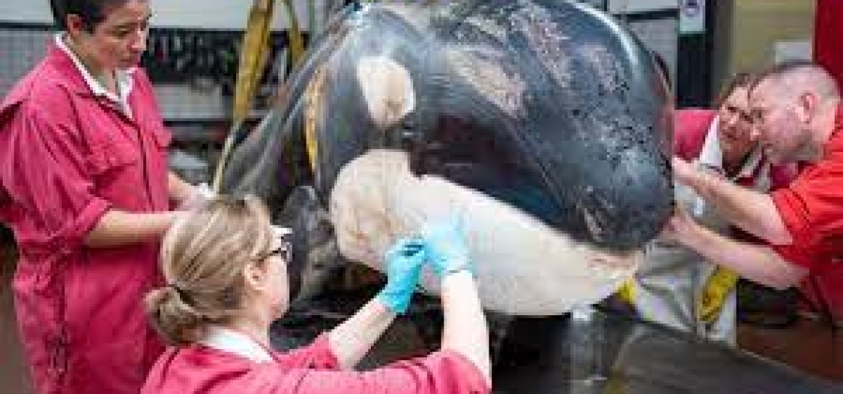 Bij Cadzand aangespoelde orka was ziek en had tandvleesontsteking