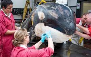 Bij Cadzand aangespoelde orka was ziek en had tandvleesontsteking
