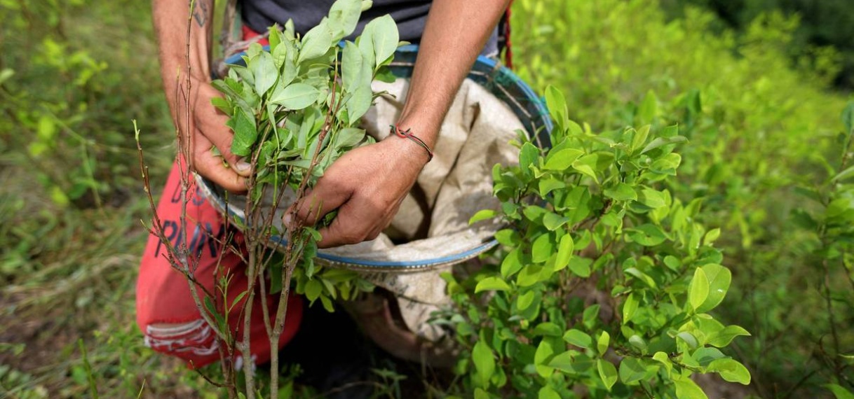 Recordhoeveelheid coca geteeld in Colombia