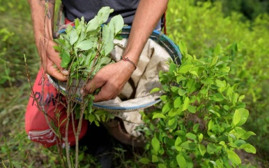 Recordhoeveelheid coca geteeld in Colombia