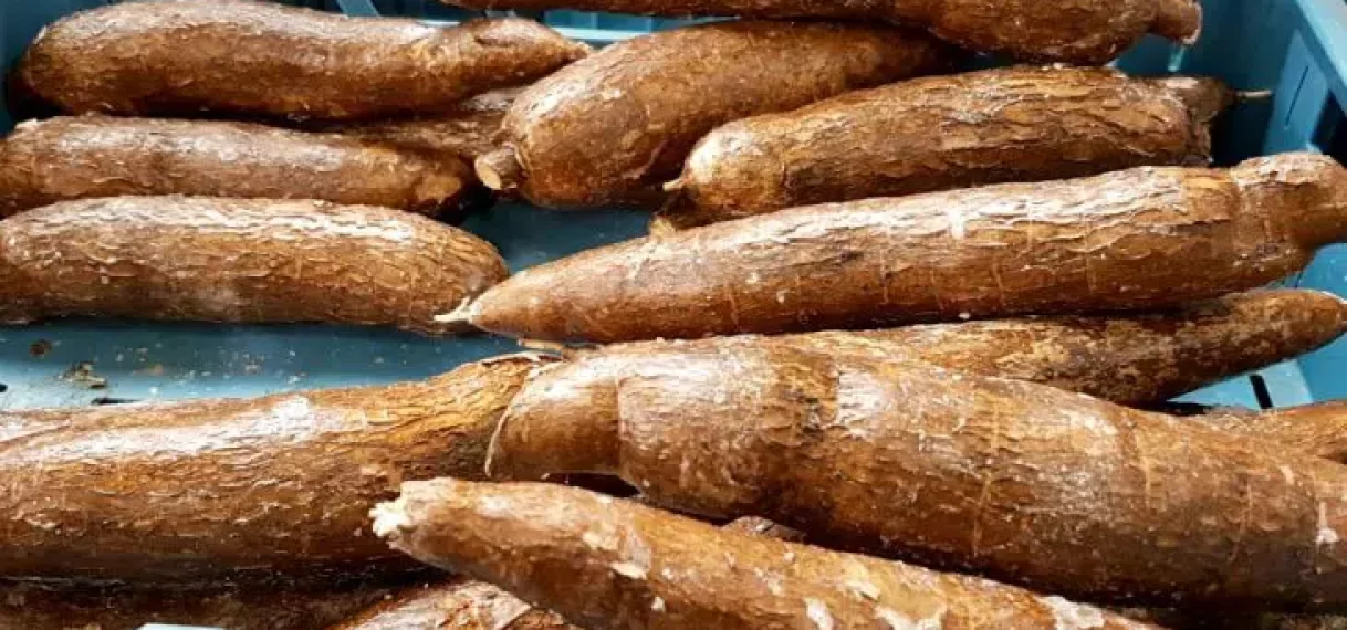 LVV en Steering Committee Cassave Waardeketen Platform bespreken groei van de cassave-industrie