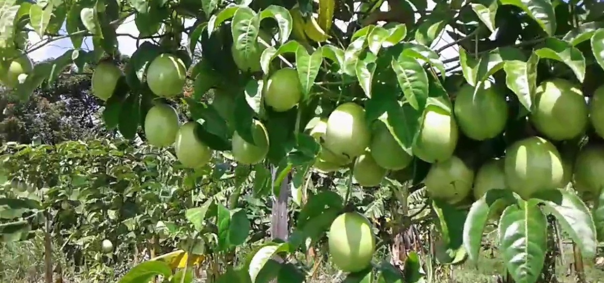 Markoesateelt in Coronie en Nickerie wordt nieuw leven ingeblazen