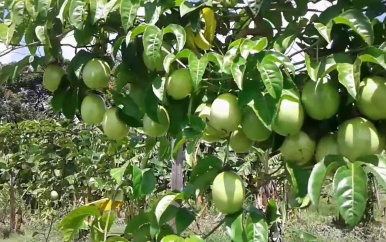 Markoesateelt in Coronie en Nickerie wordt nieuw leven ingeblazen