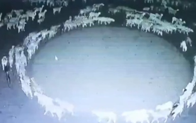 Mysterie in China: kudde schapen loopt 12 dagen lang rondjes