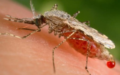 Mi na Malaria Basi-campagne van start