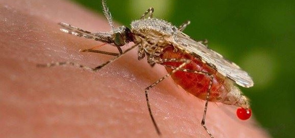 Al 182 dengue sterfgevallen dit jaar in Bangladesh