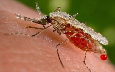 Al 182 dengue sterfgevallen dit jaar in Bangladesh