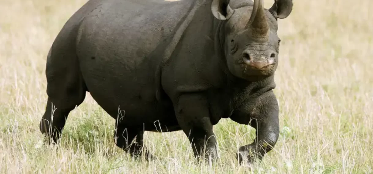 Hoorn van neushoorn wordt steeds kleiner door constante jacht