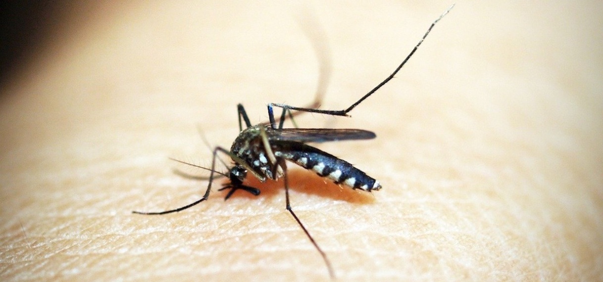 Actoren buigen zich over hernieuwde strategie malaria eliminatie