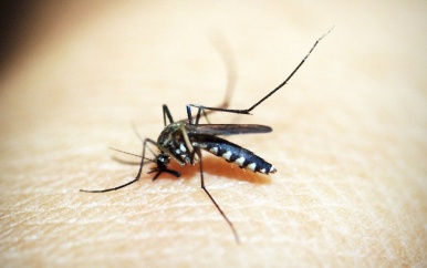 Actoren buigen zich over hernieuwde strategie malaria eliminatie