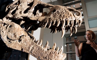 Schedel T-rex brengt miljoenen op, maar veel minder dan gedacht