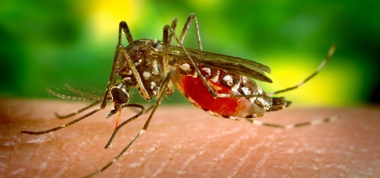 Minister Volksgezondheid bevestigt Dengue stijging