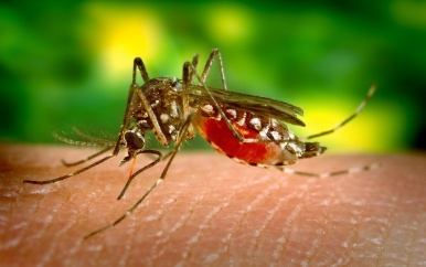 Minister Volksgezondheid bevestigt Dengue stijging