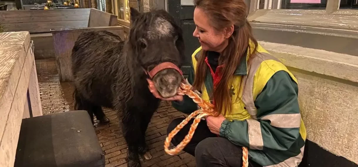 Dronken bezoekers laten pony achter op terras van restaurant in Den Bosch