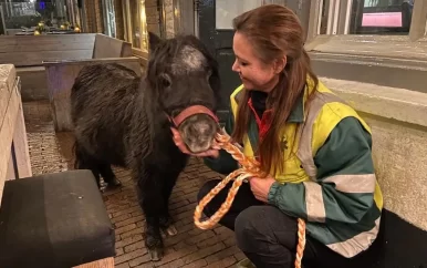 Dronken bezoekers laten pony achter op terras van restaurant in Den Bosch