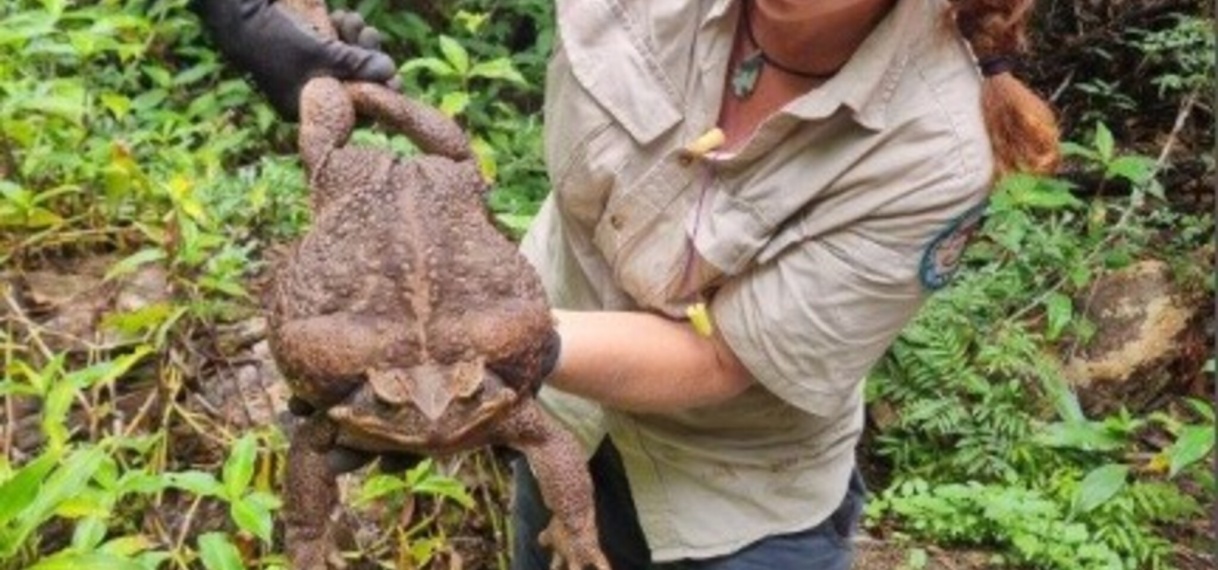 Grootste pad ter wereld ontdekt in Australië