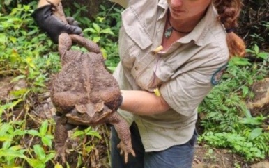 Grootste pad ter wereld ontdekt in Australië