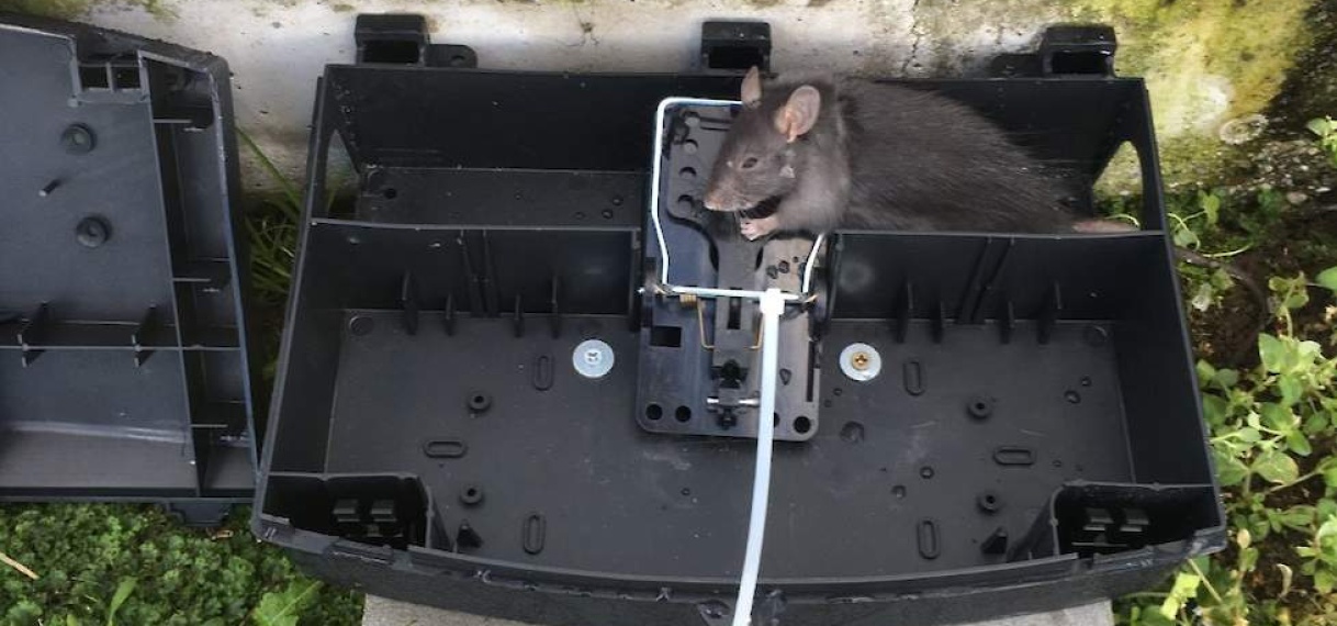 Bestrijding rattenplaag loopt uit de hand
