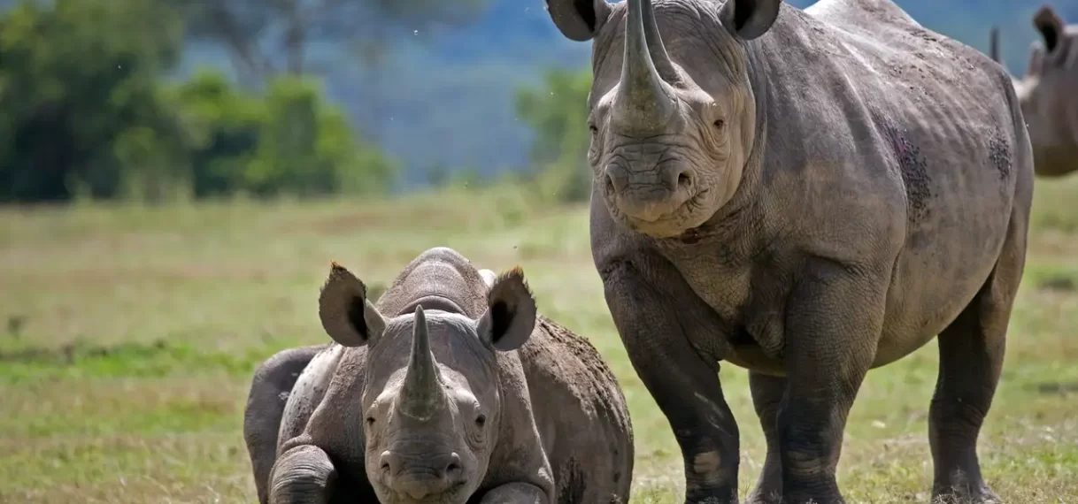 Nog nooit zoveel bedreigde neushoorns gestroopt in Namibië