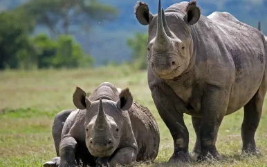 Nog nooit zoveel bedreigde neushoorns gestroopt in Namibië