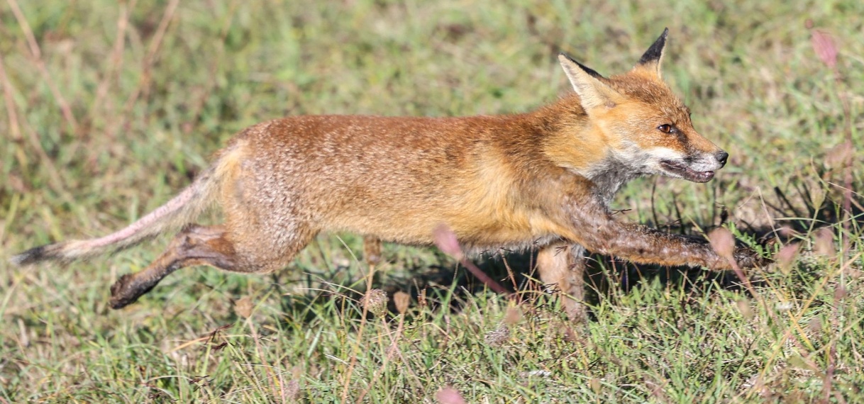 Vogelgriep waart rond onder zoogdieren: ‘Risico voor de mens’