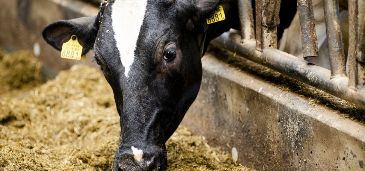 Gekkekoeienziekte aangetroffen bij koe op Nederlandse boerderij