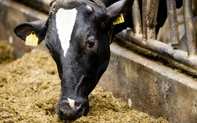 Gekkekoeienziekte aangetroffen bij koe op Nederlandse boerderij