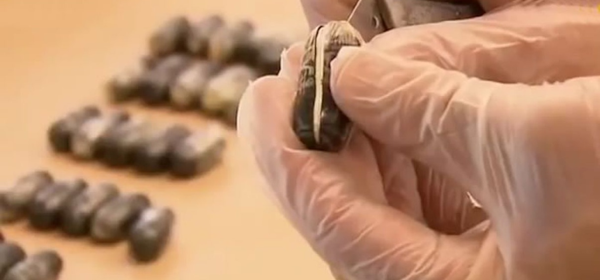 Drugssmokkelaar aangehouden te Stolkertsijver