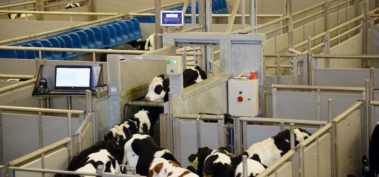 Import Gyr Runderras gaat problemen melkveesector niet oplossen