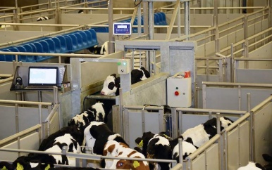 Import Gyr Runderras gaat problemen melkveesector niet oplossen
