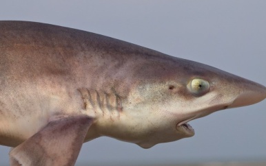 Beschutting en voedsel: Waddengebied belangrijker voor haaien en roggen dan gedacht