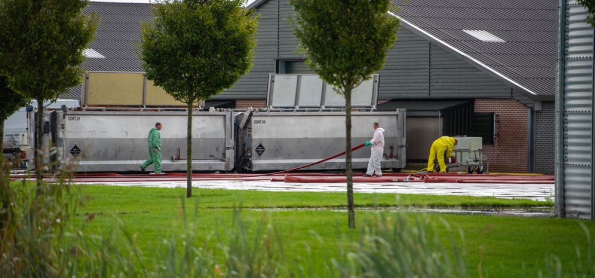 Proef met vaccins tegen vogelgriep succesvol