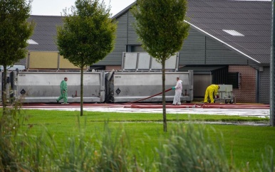 Proef met vaccins tegen vogelgriep succesvol