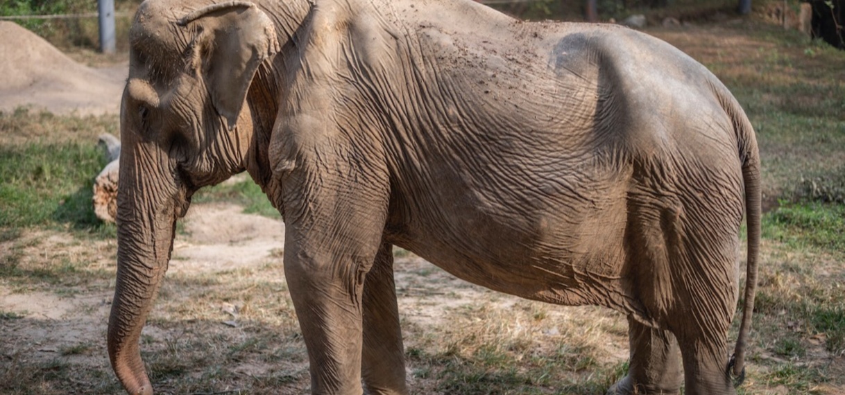 Jarenlang toeristen op de rug van de olifant: dit doet het met zijn lichaam