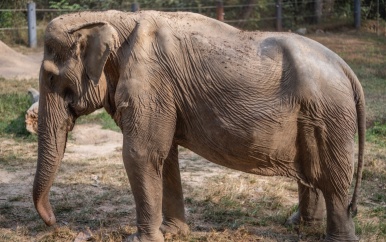 Jarenlang toeristen op de rug van de olifant: dit doet het met zijn lichaam