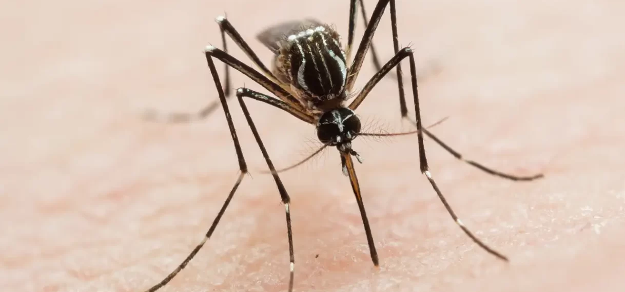 Ecuador wil 100.000 onvruchtbare muggen vrijlaten om ziektes tegen te gaan