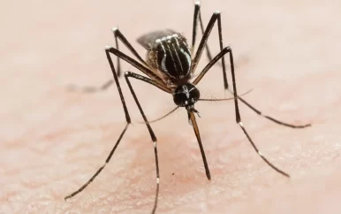 Ecuador wil 100.000 onvruchtbare muggen vrijlaten om ziektes tegen te gaan