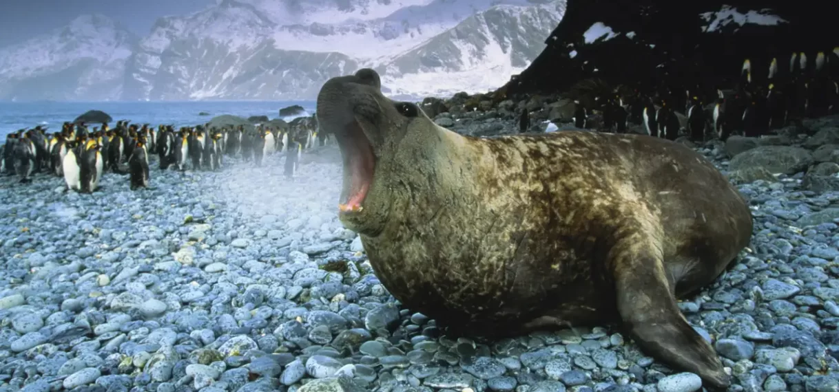 Extreme drang om te paren jaagt mannelijke zeeolifanten vroeg de dood in