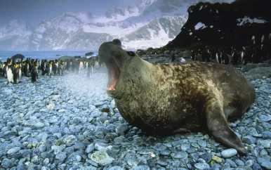 Extreme drang om te paren jaagt mannelijke zeeolifanten vroeg de dood in