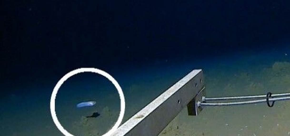 Diepste vis ooit gefilmd voor de kust van Japan