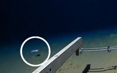 Diepste vis ooit gefilmd voor de kust van Japan