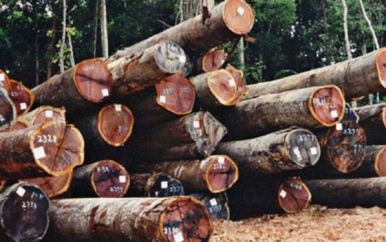 “Export rondhout moet worden gedemotiveerd”