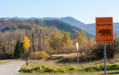 Italië wil beren het land uitzetten na dodelijke aanval op jogger