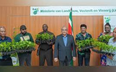 LVV lanceert project “Ontwikkeling markoesa-industrie”