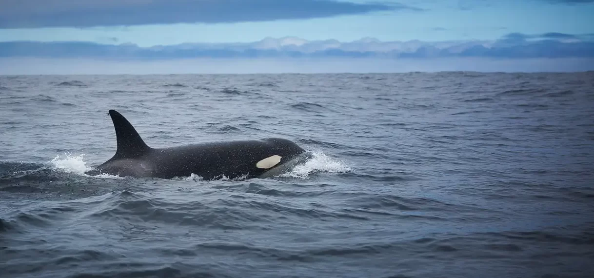 Orka die maand lang halfdood in Deens fjord lag springlevend teruggevonden