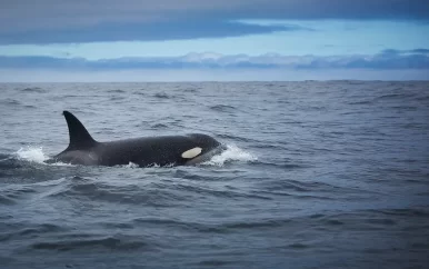 Orka die maand lang halfdood in Deens fjord lag springlevend teruggevonden