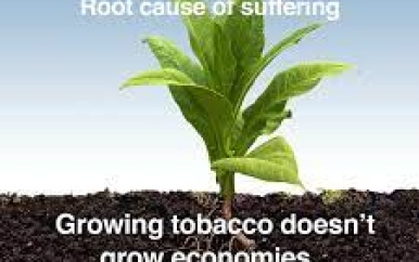 Wereld Anti-Tabaksdag 2023: “Verbouw voedsel, geen tabak”