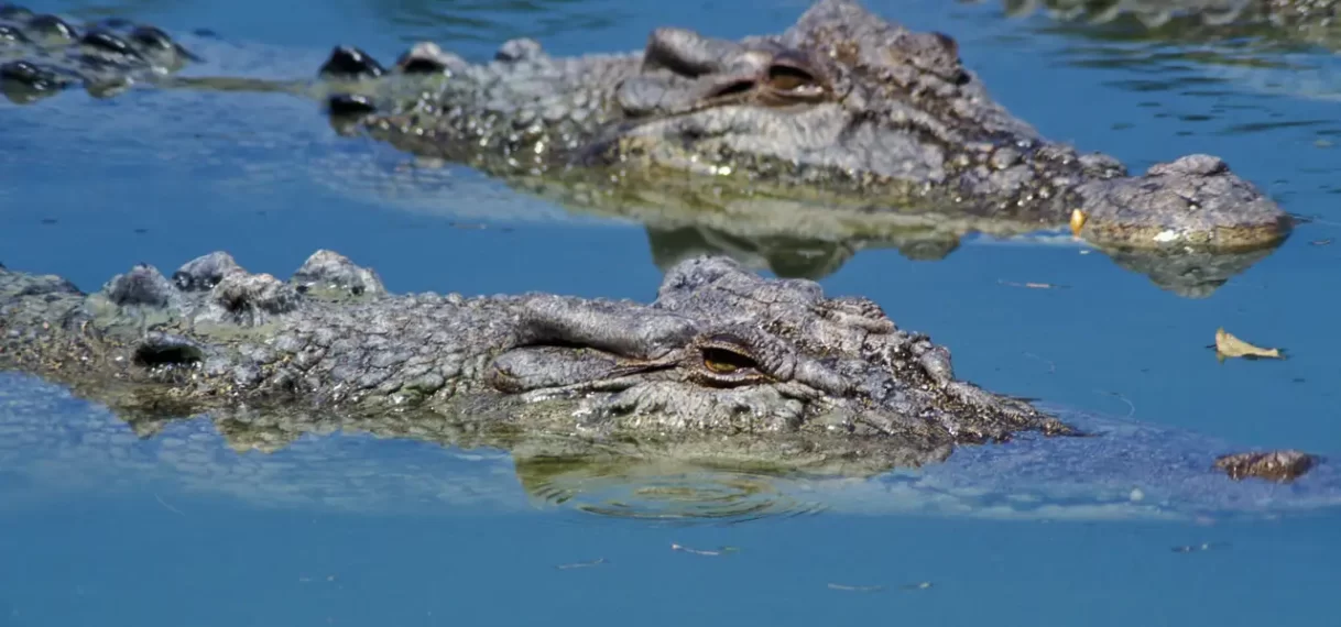 Krokodil die Bonaire in zijn greep hield, in gevangenschap overleden